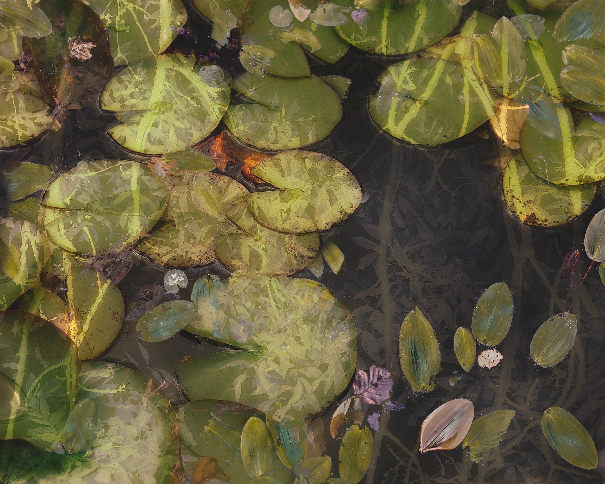 Lily Pad Reflections