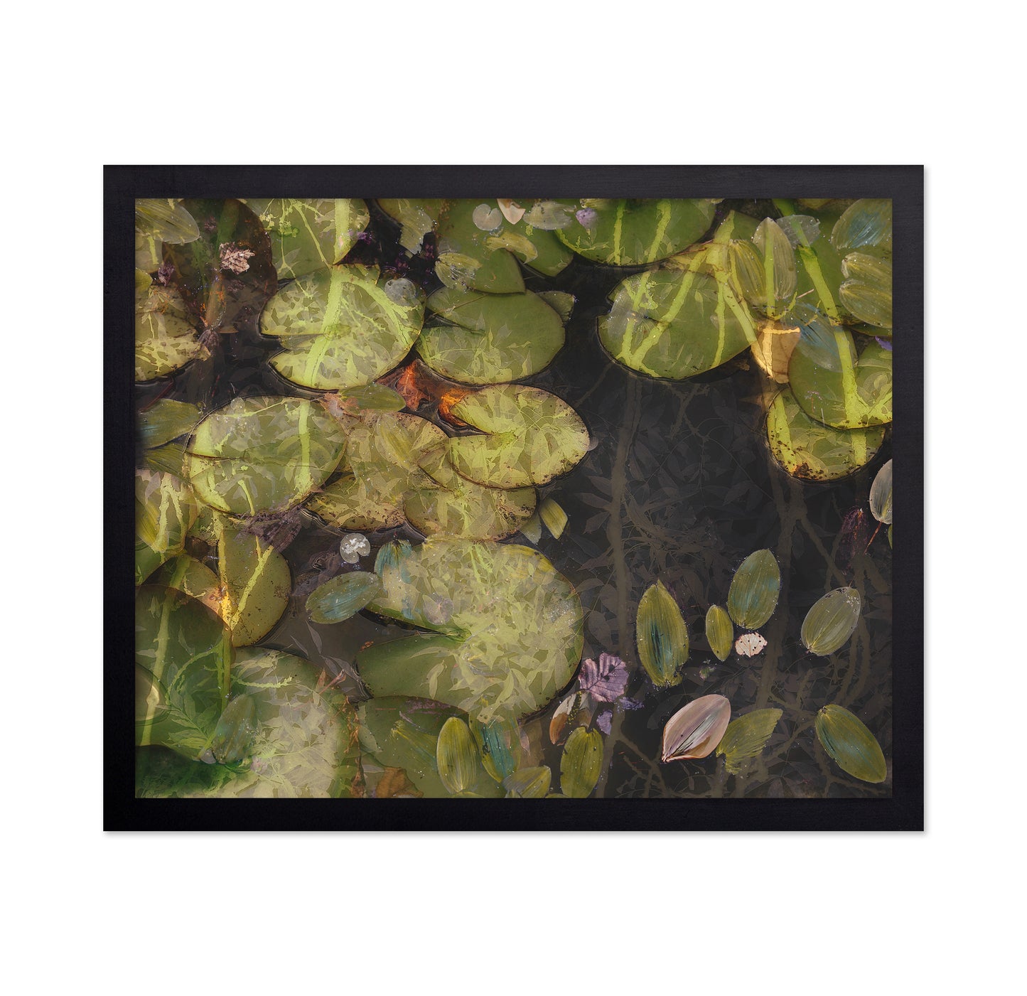 Lily Pad Reflections