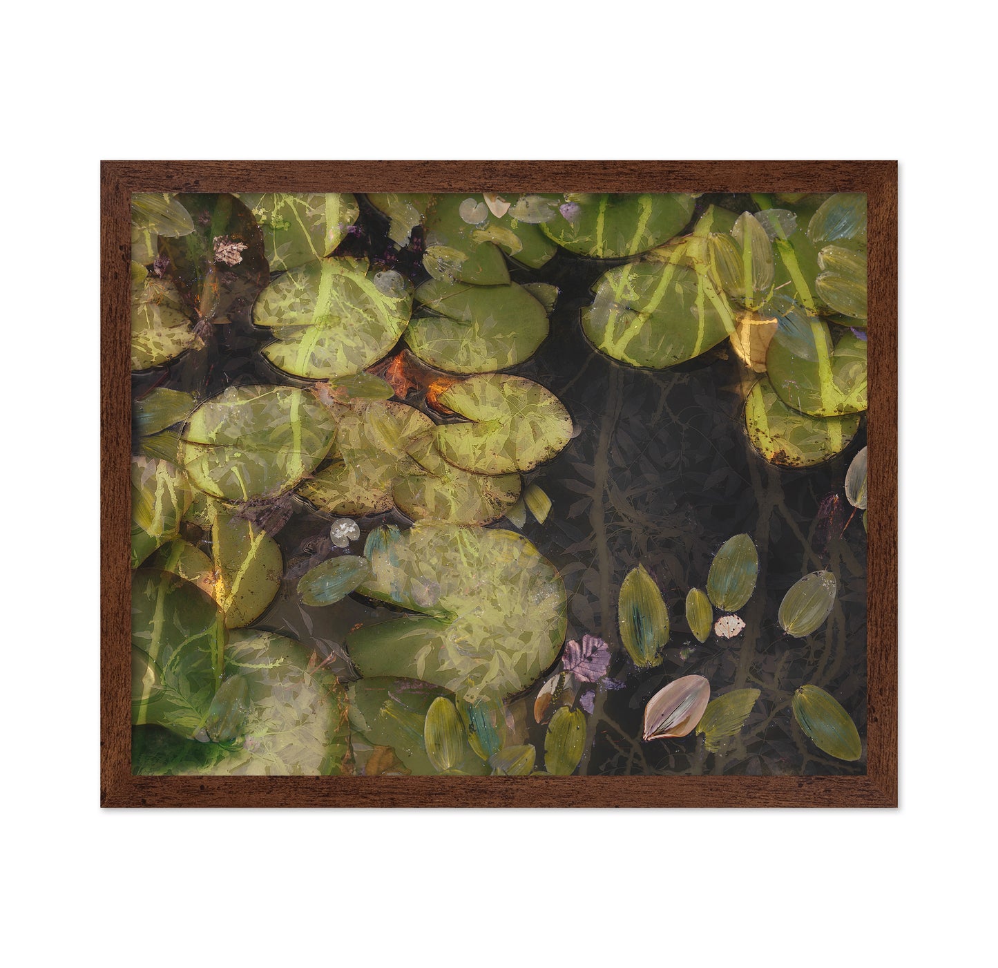 Lily Pad Reflections