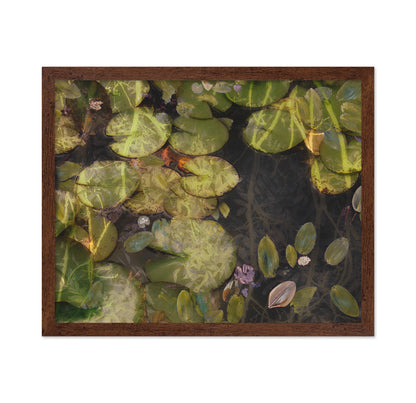 Lily Pad Reflections