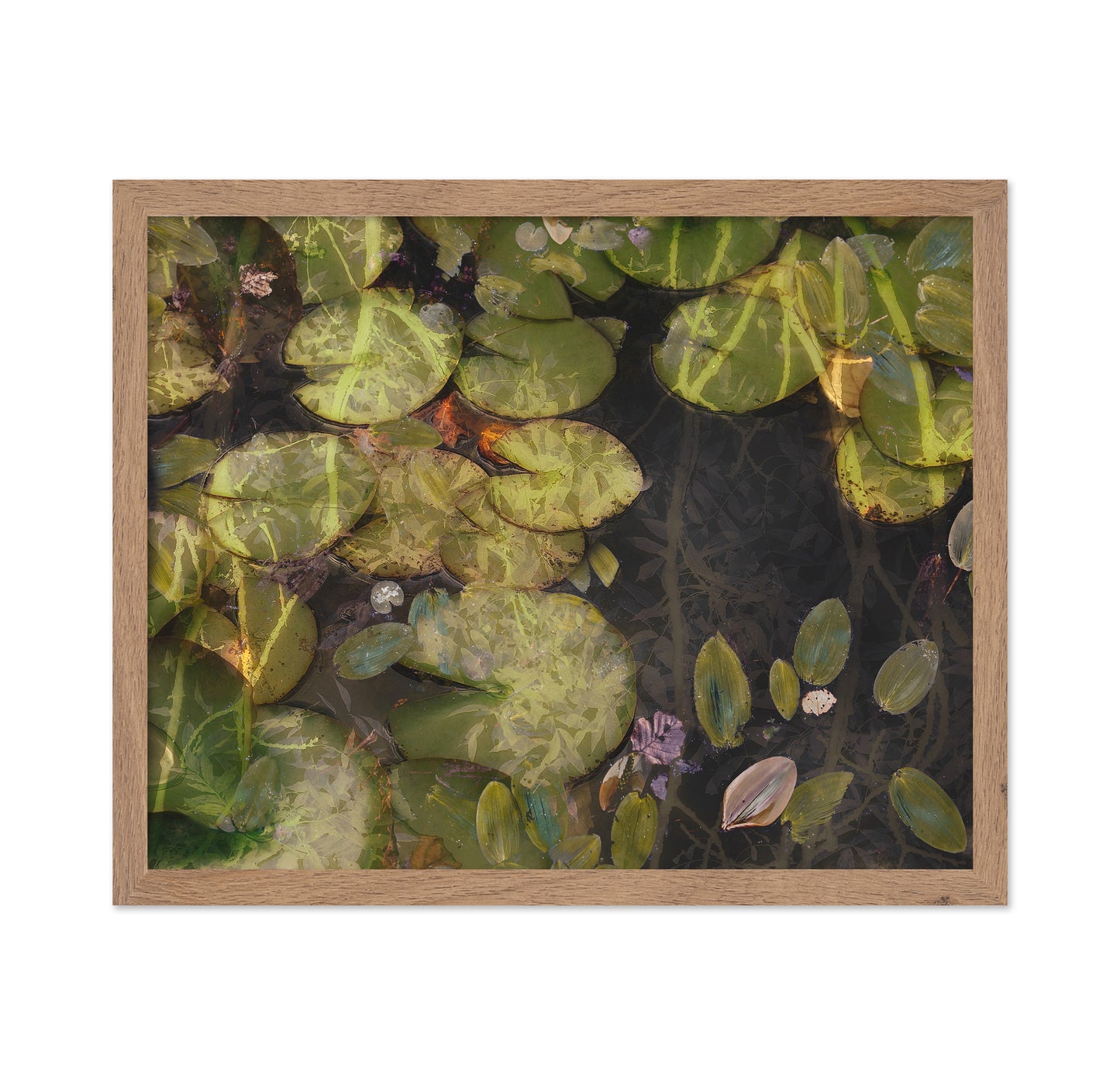 Lily Pad Reflections