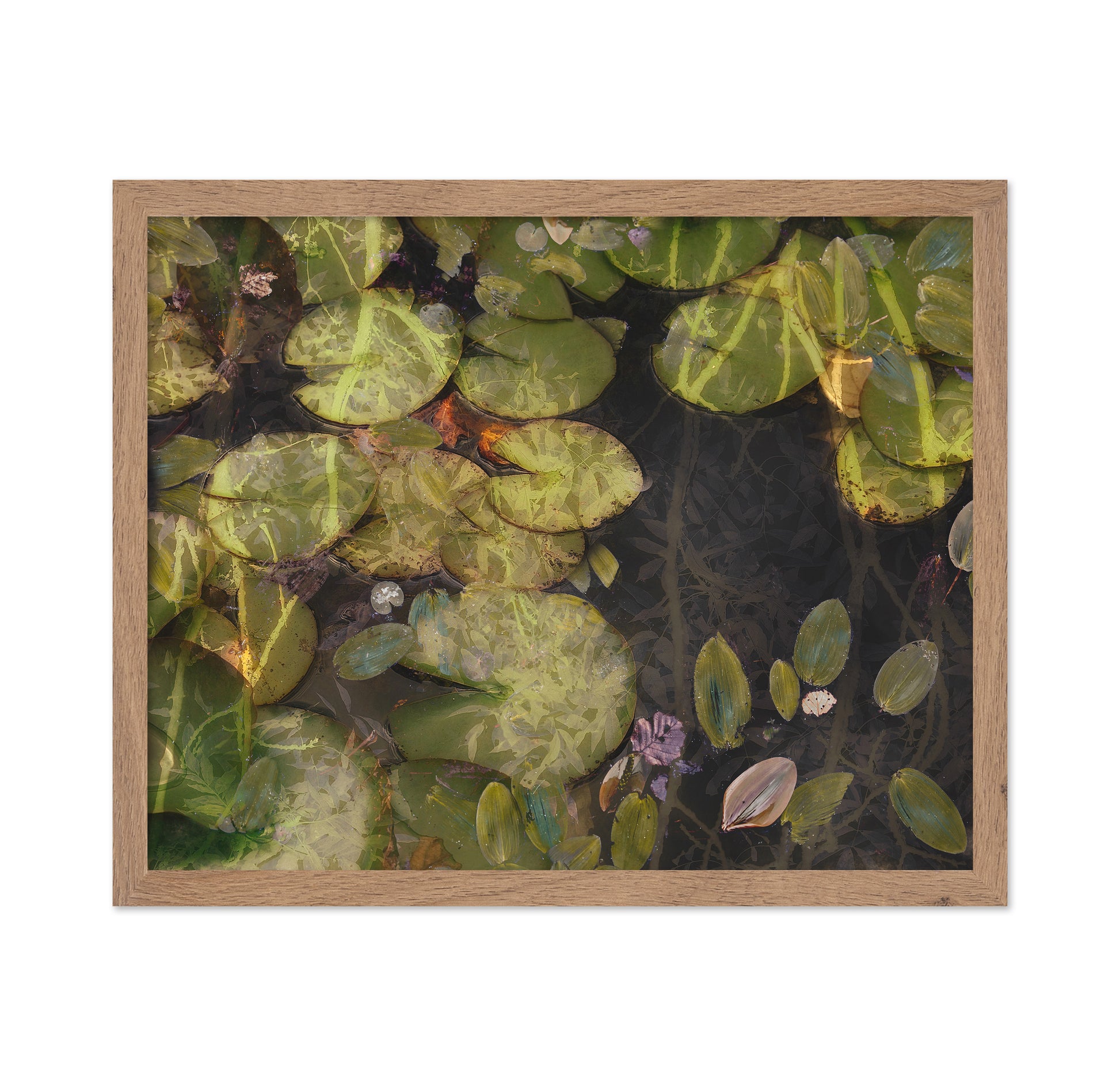 Lily Pad Reflections