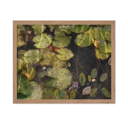 Lily Pad Reflections