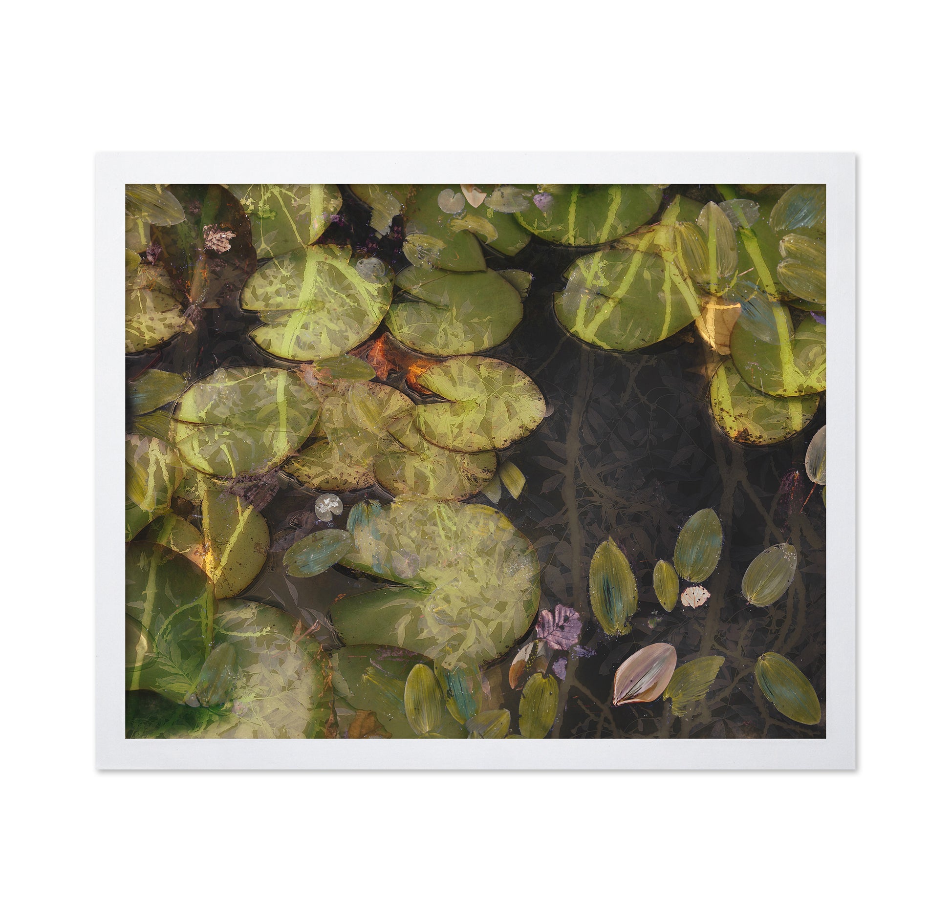 Lily Pad Reflections