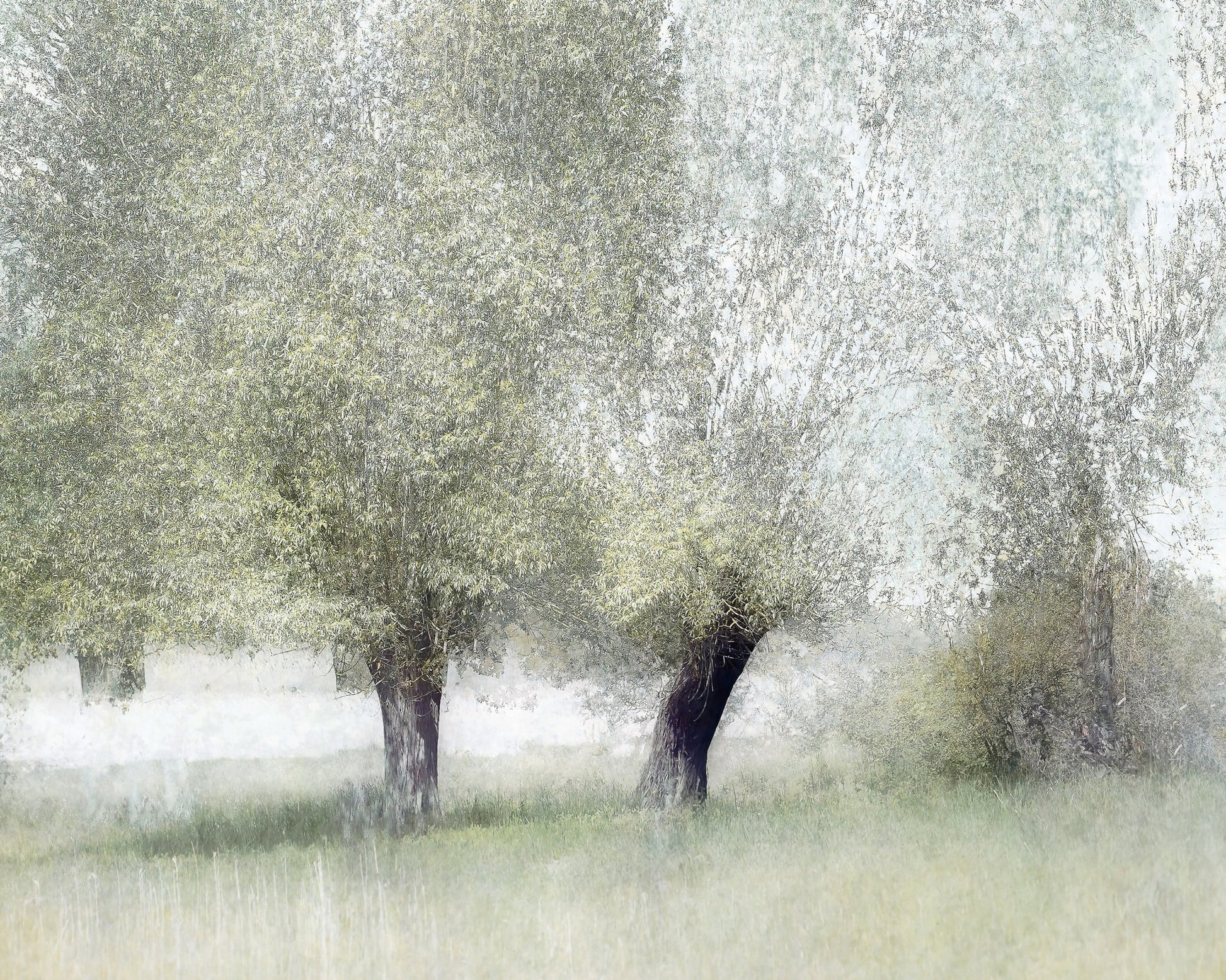 Soft Spring Trees