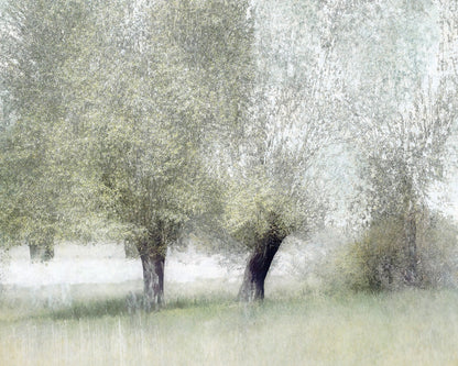 Soft Spring Trees
