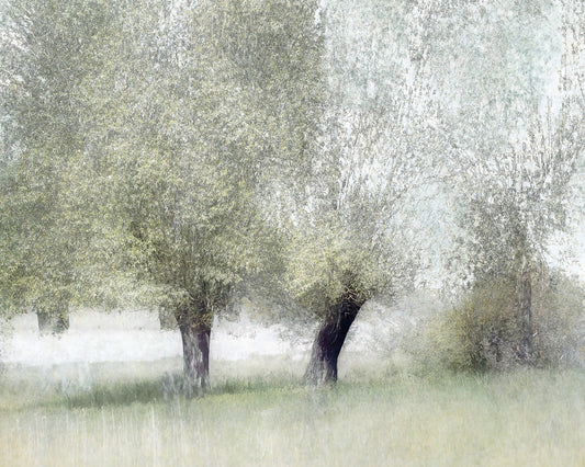Soft Spring Trees