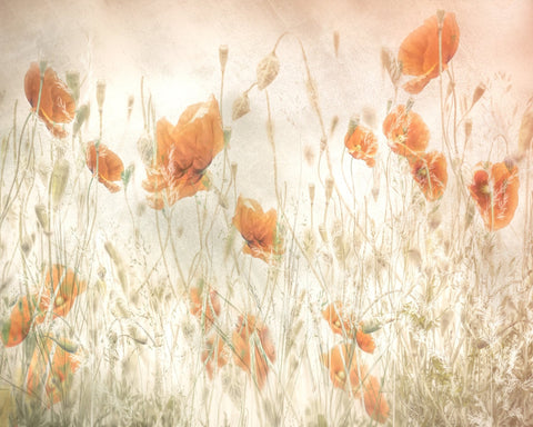 Golden Poppy Field No1