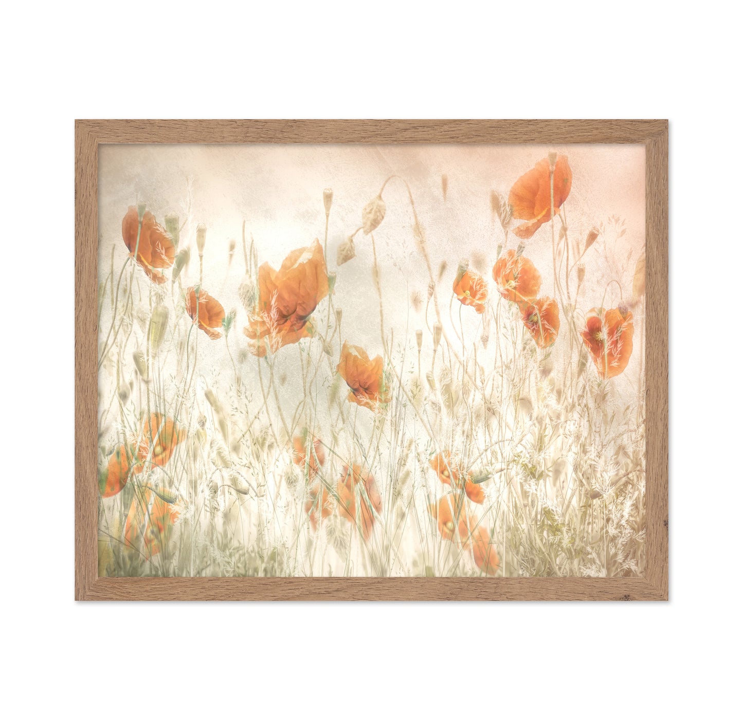 Golden Poppy Field No1