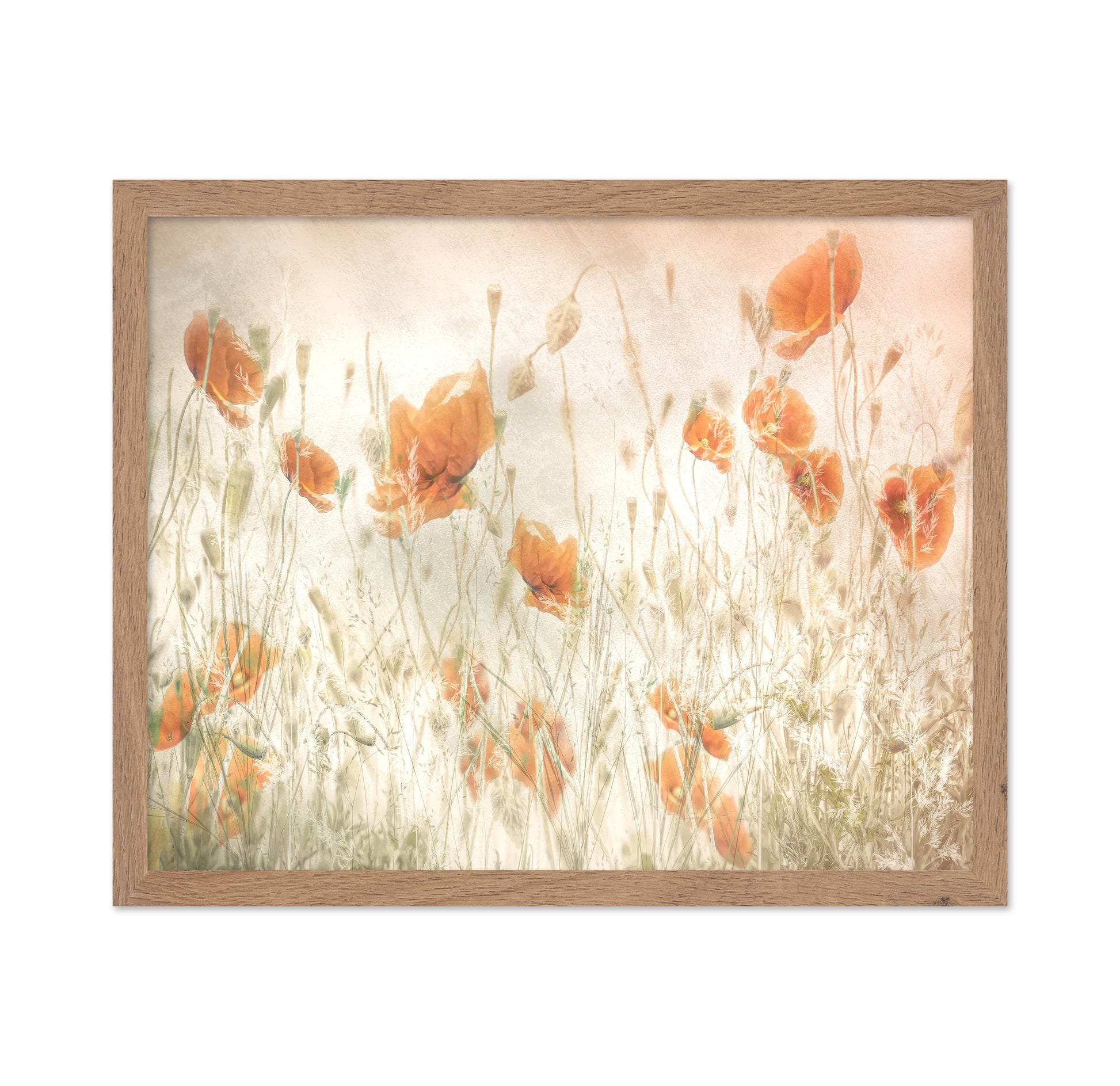 Golden Poppy Field No1