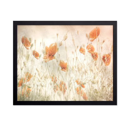Golden Poppy Field No1