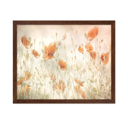 Golden Poppy Field No1