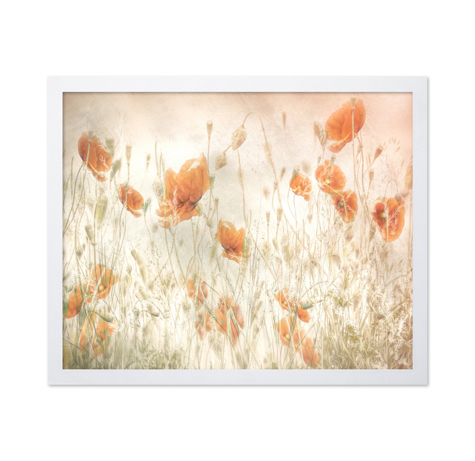 Golden Poppy Field No1