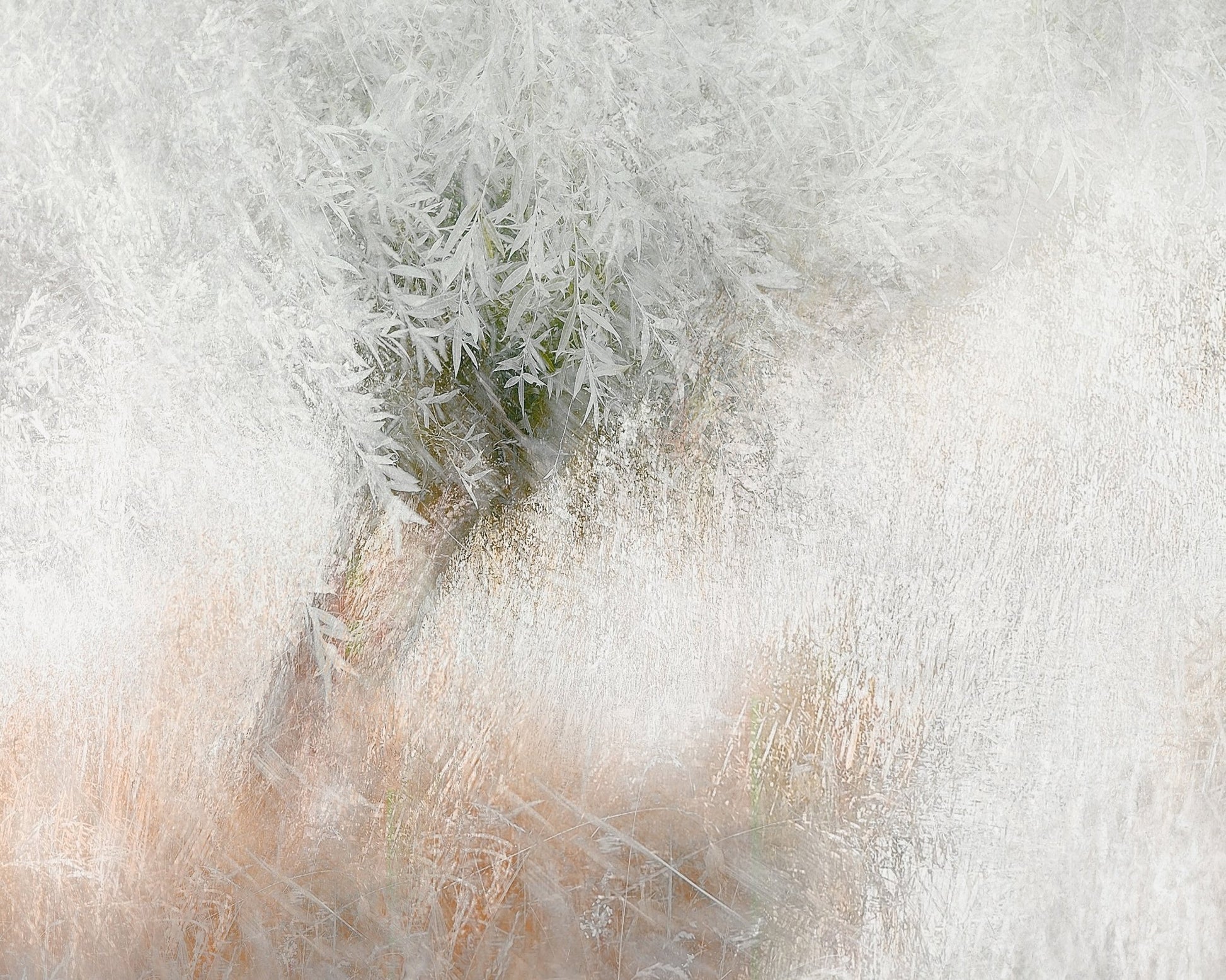 Gentle Frosted Tree