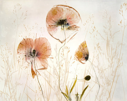 Soft Poppy Whisper