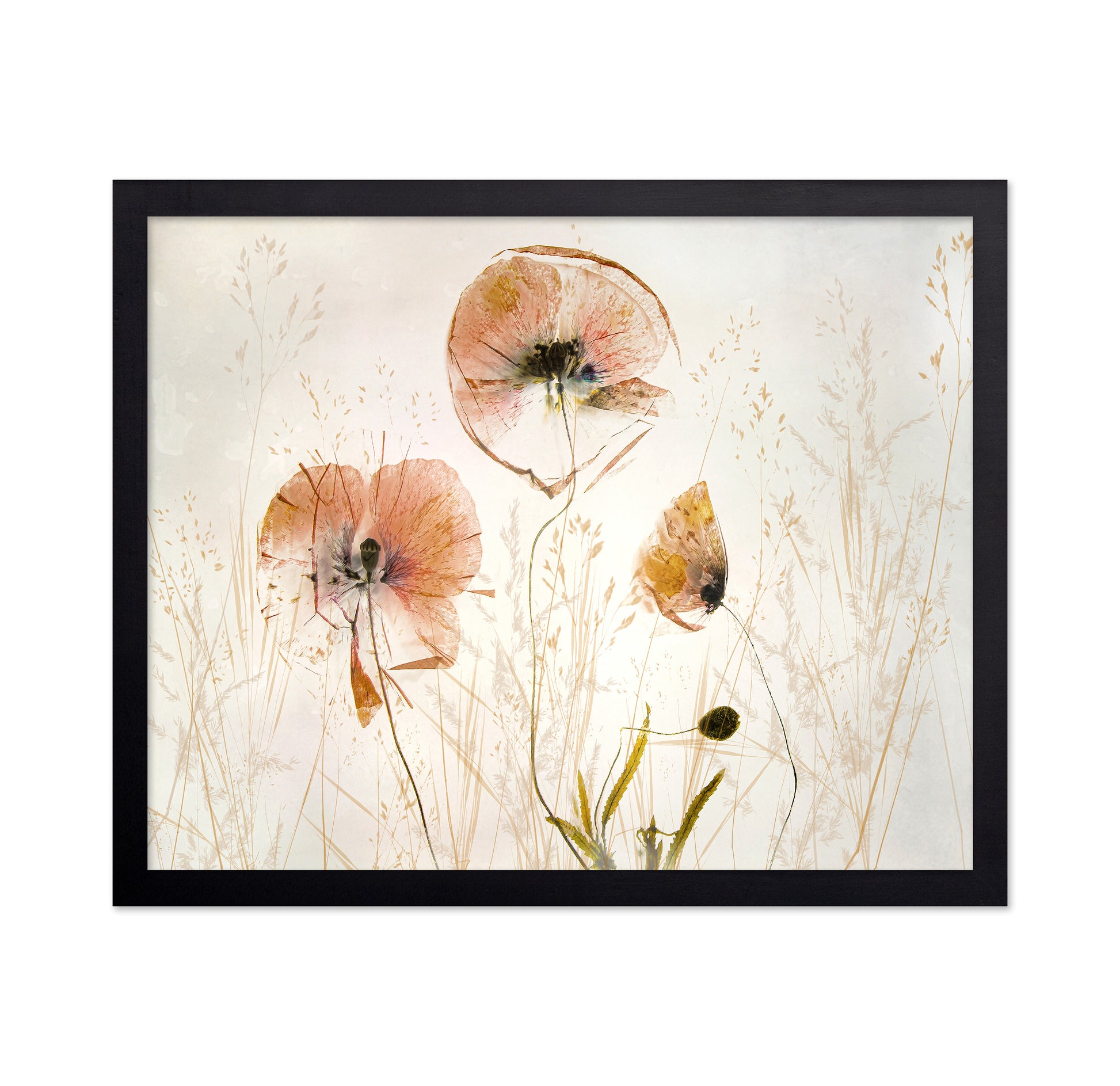 Soft Poppy Whisper