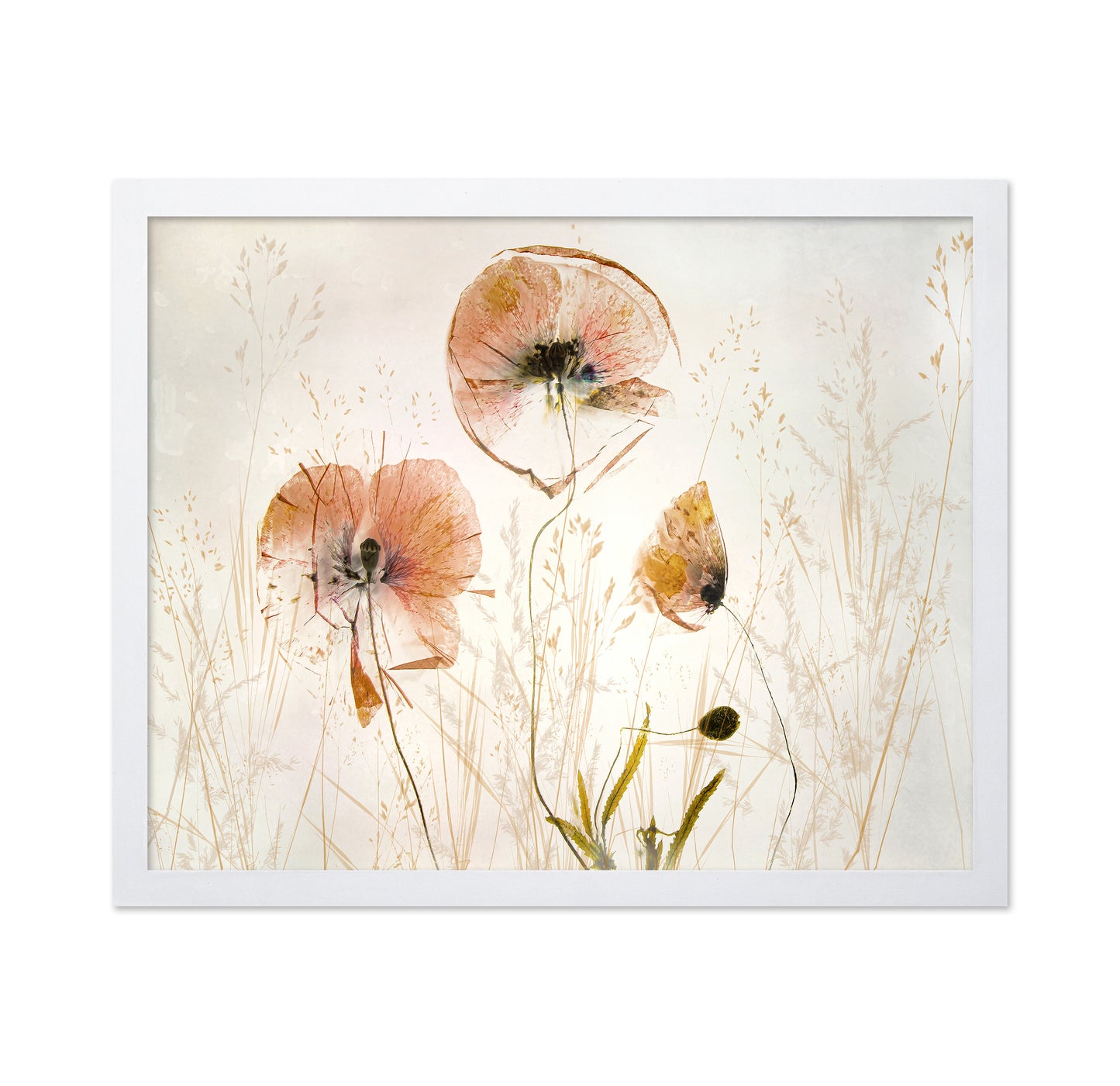 Soft Poppy Whisper