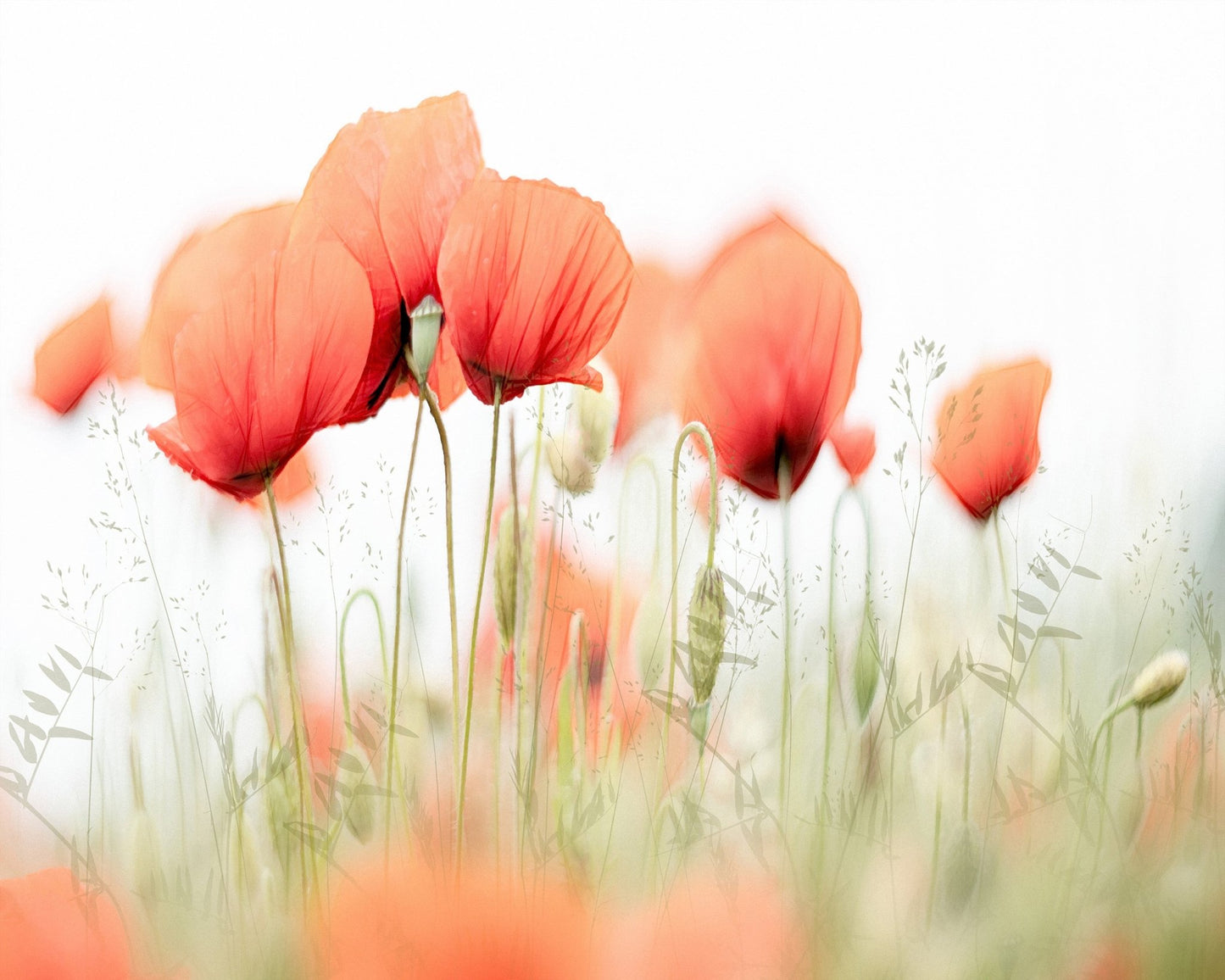Summer Poppy Glow