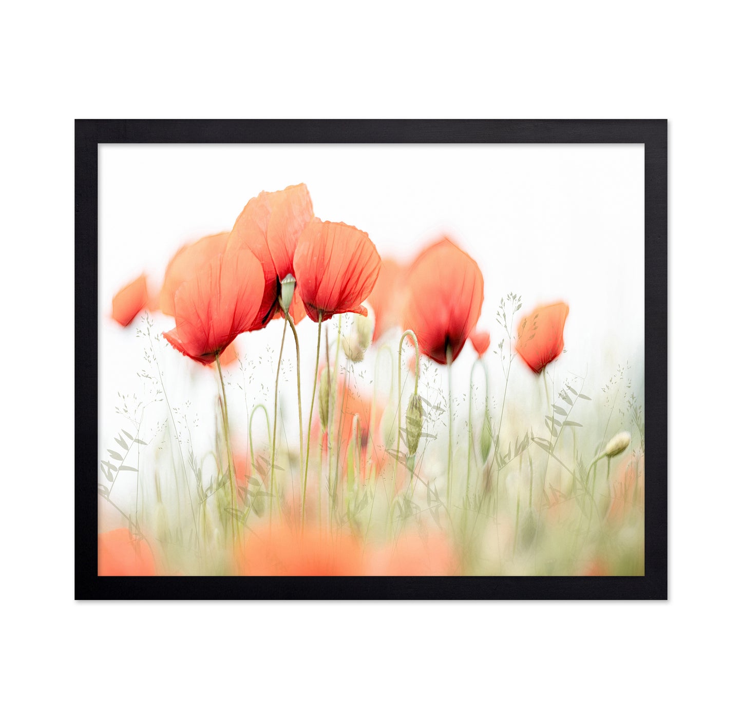 Summer Poppy Glow
