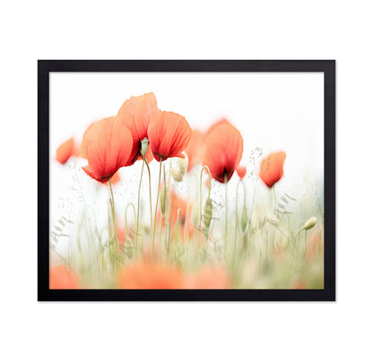 Summer Poppy Glow