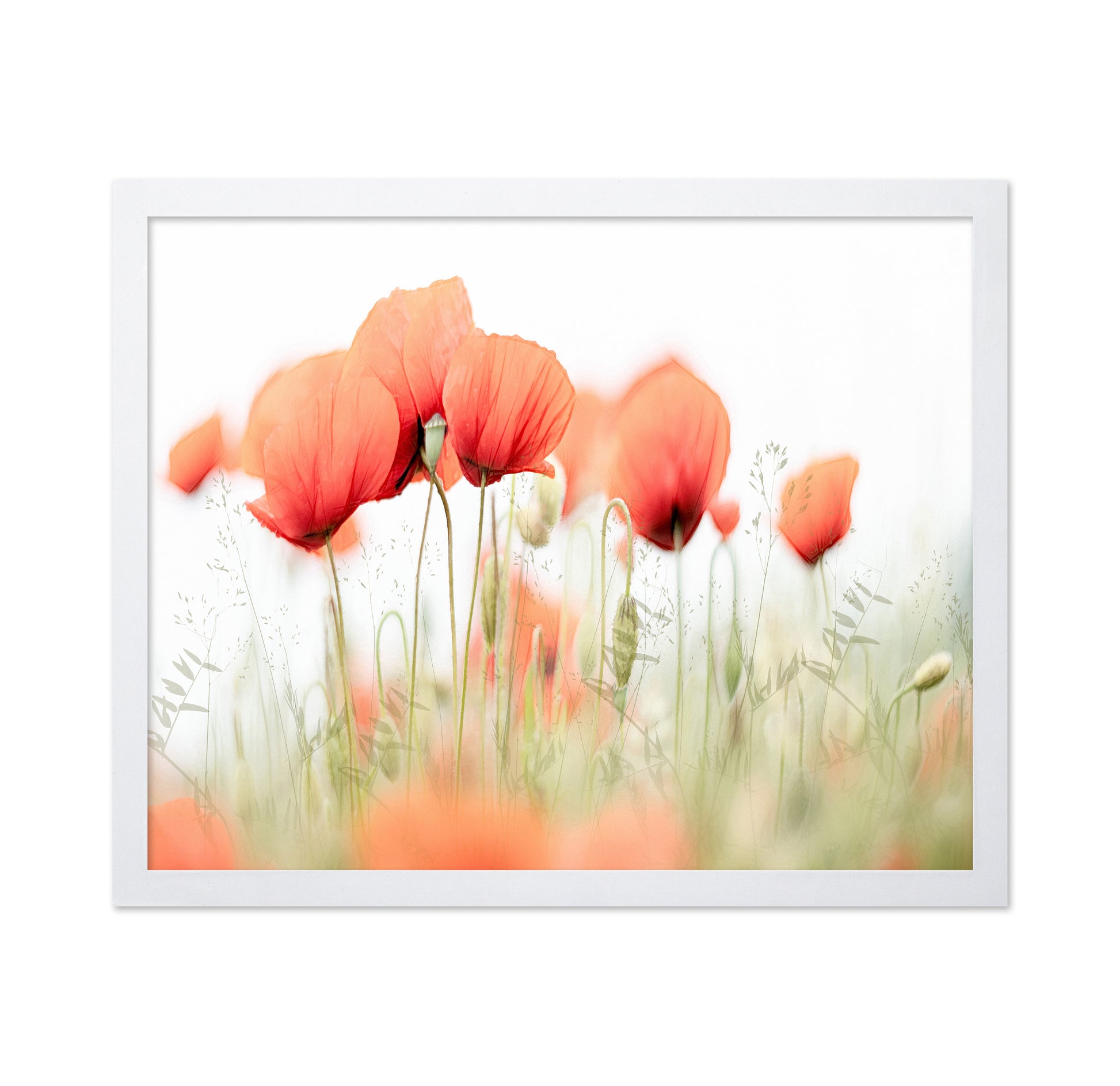 Summer Poppy Glow
