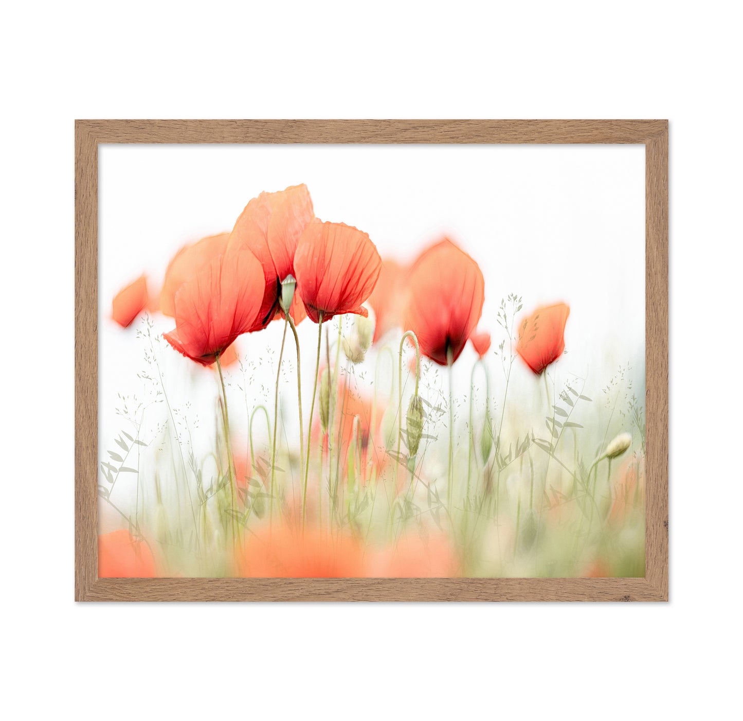 Summer Poppy Glow