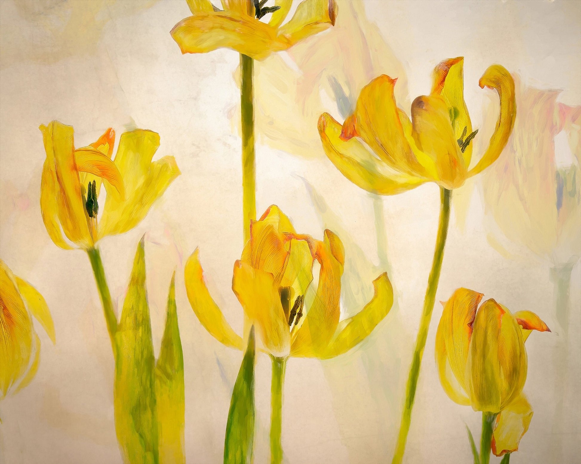 Golden Tulip Bloom