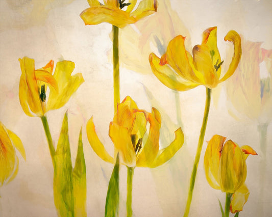 Golden Tulip Bloom