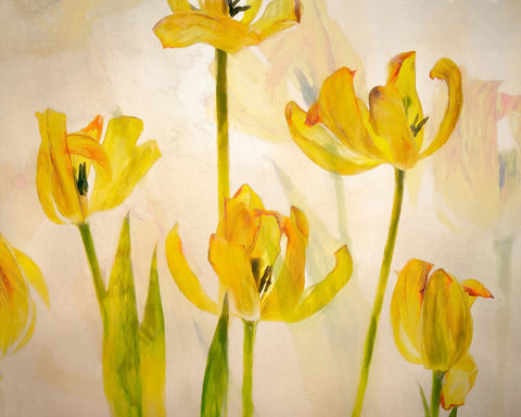 Golden Tulip Bloom