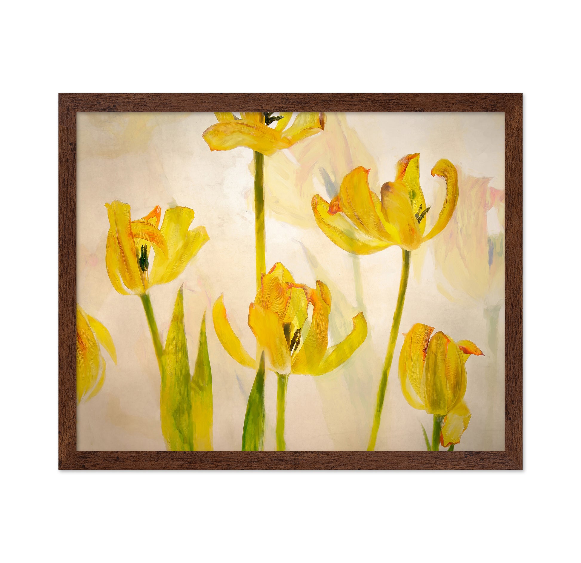 Golden Tulip Bloom