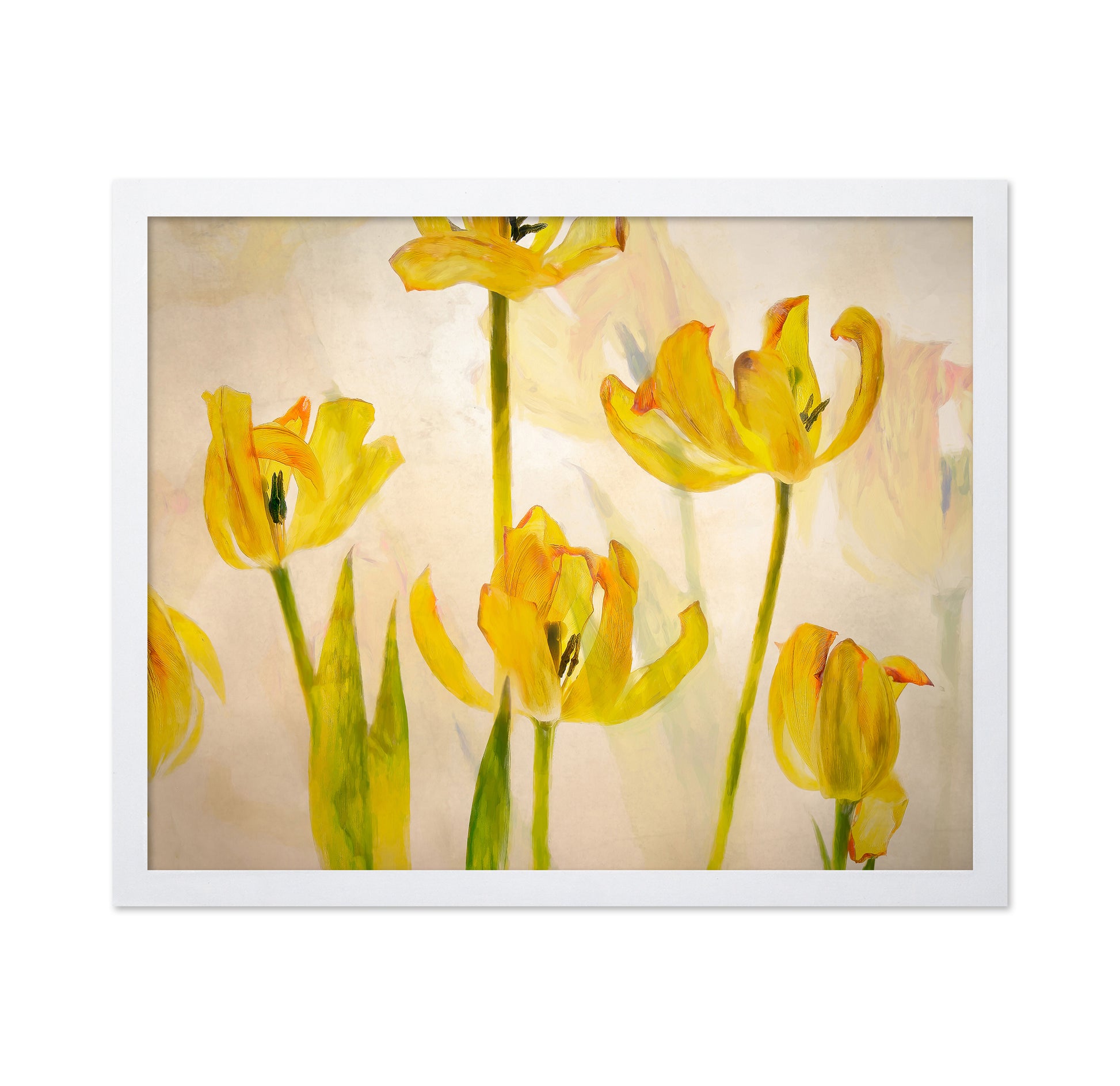 Golden Tulip Bloom