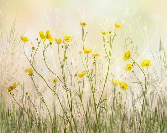 Morning Buttercup Field