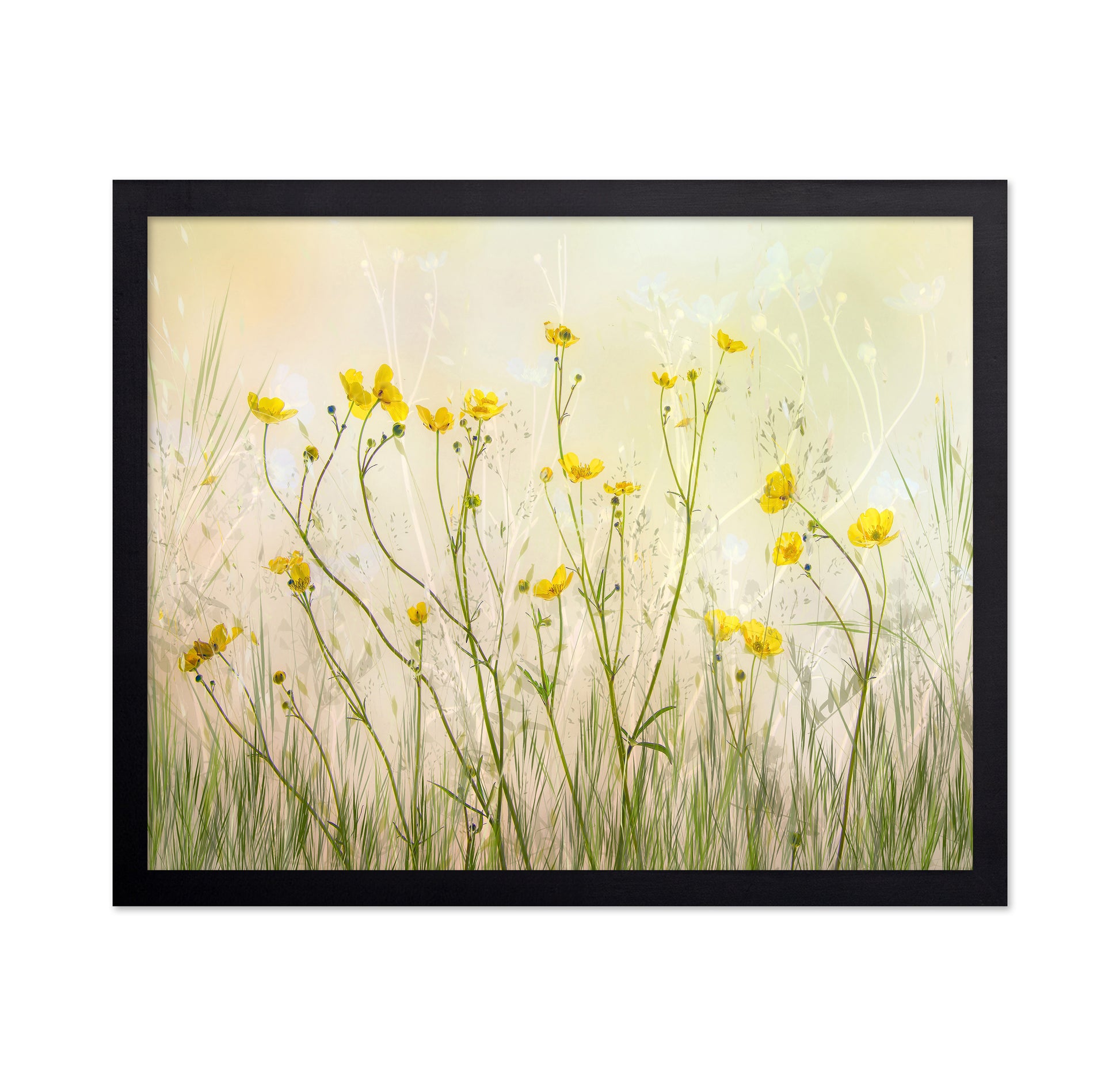 Morning Buttercup Field