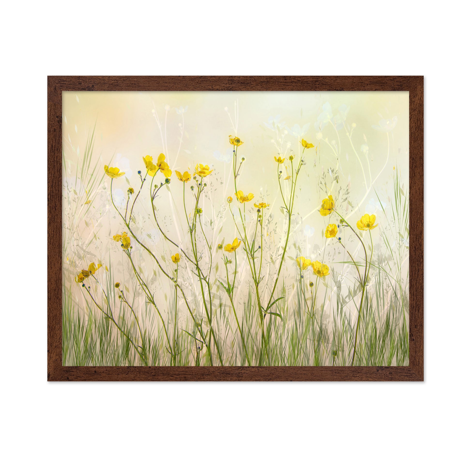 Morning Buttercup Field