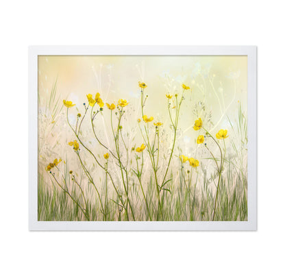 Morning Buttercup Field