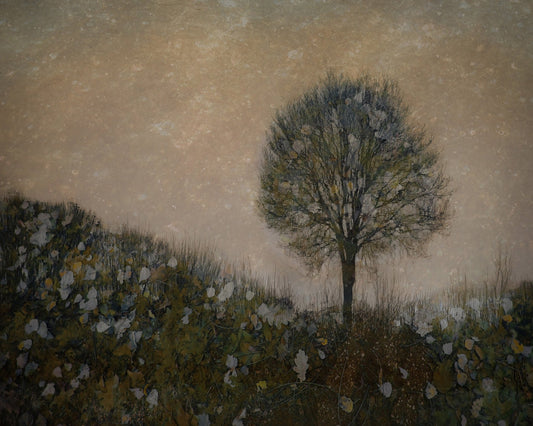 Solitary Tree Field