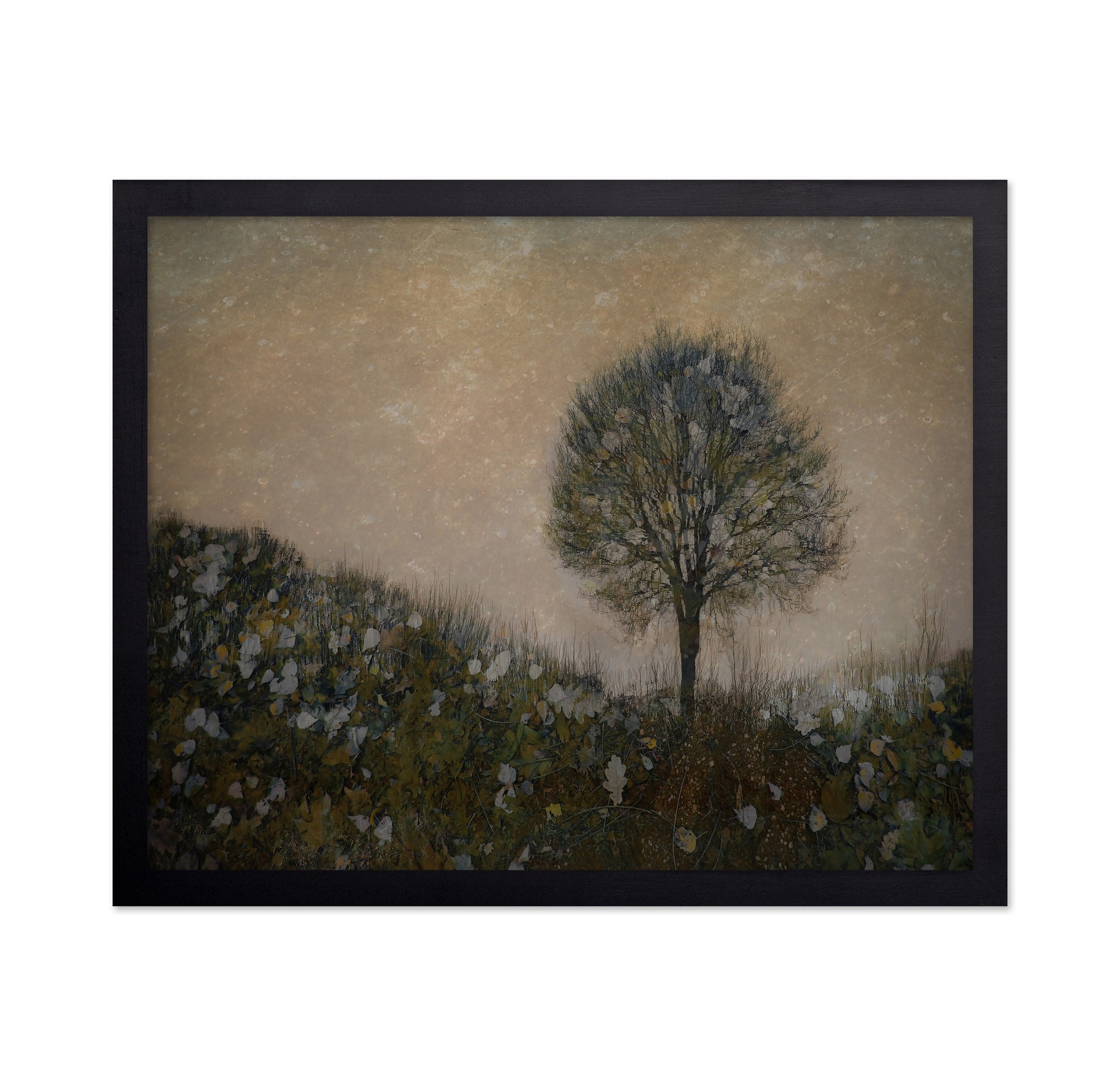 Solitary Tree Field