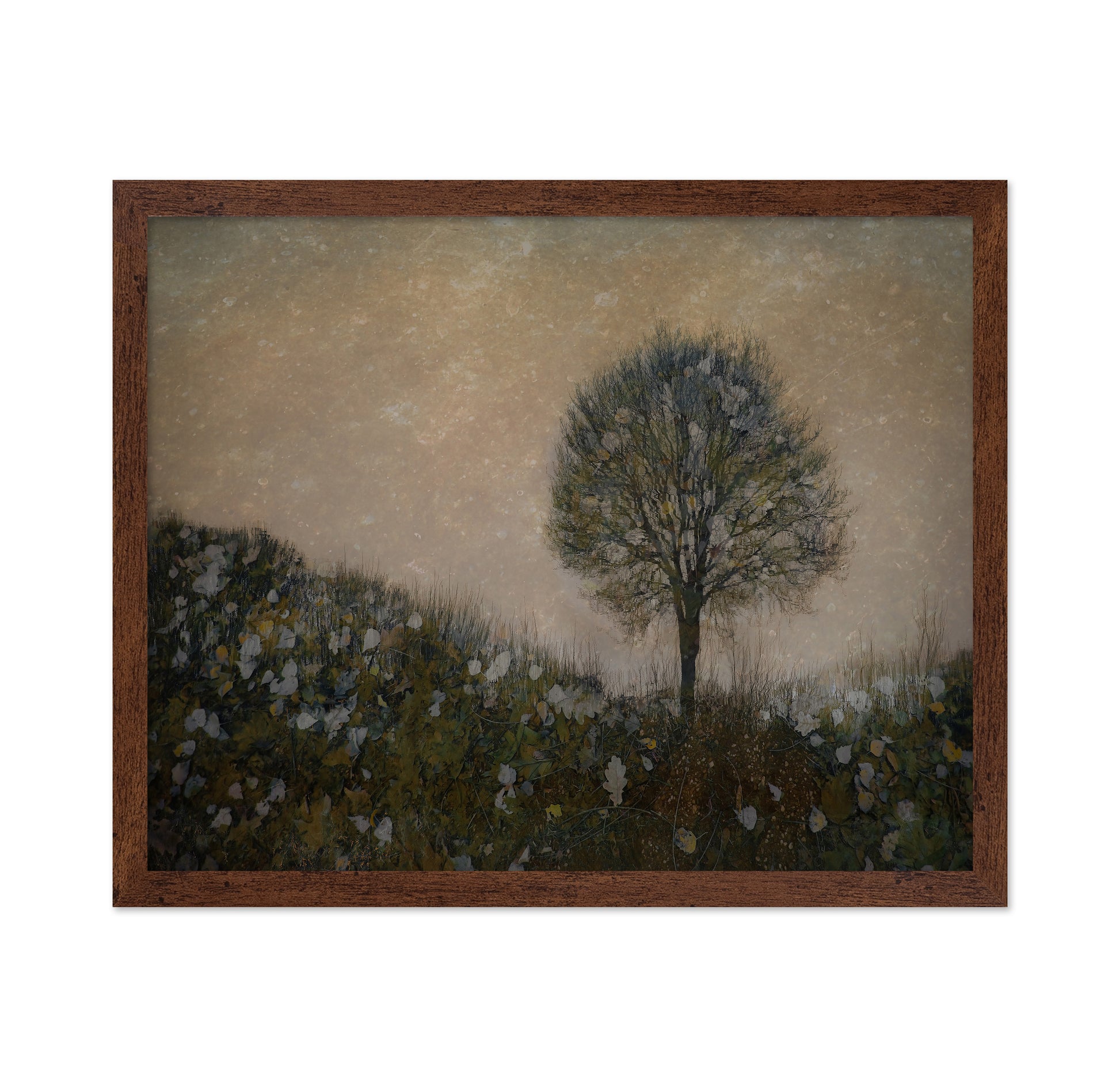 Solitary Tree Field