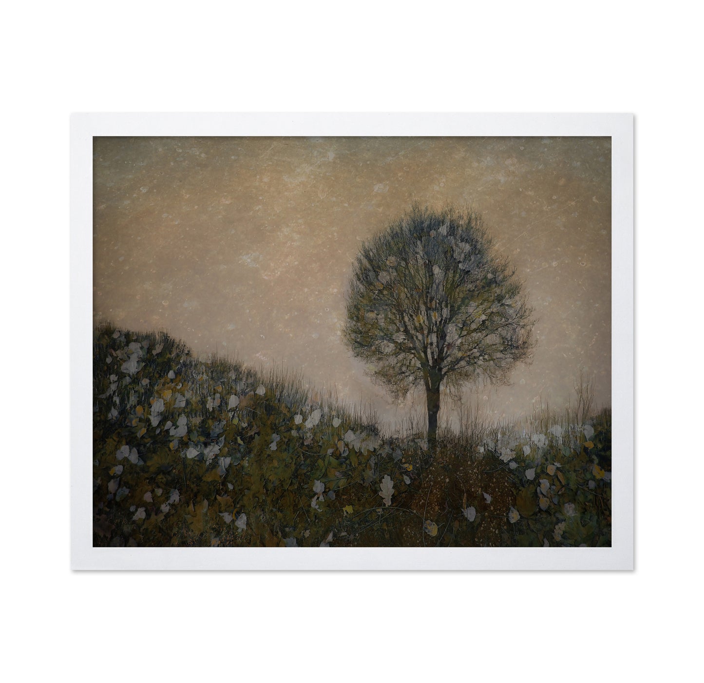 Solitary Tree Field