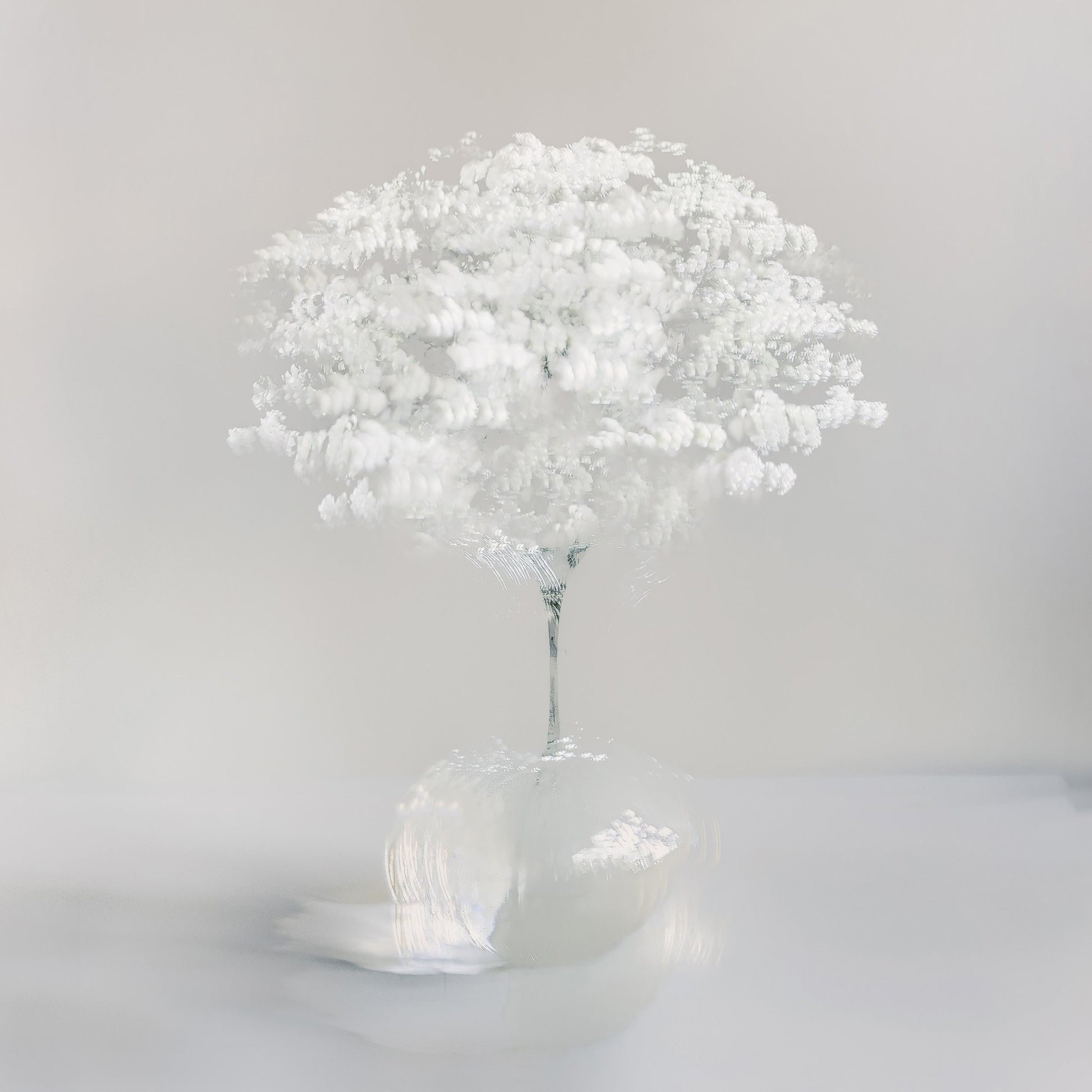 Pure White Bloom