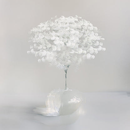 Pure White Bloom