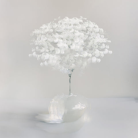 Pure White Bloom