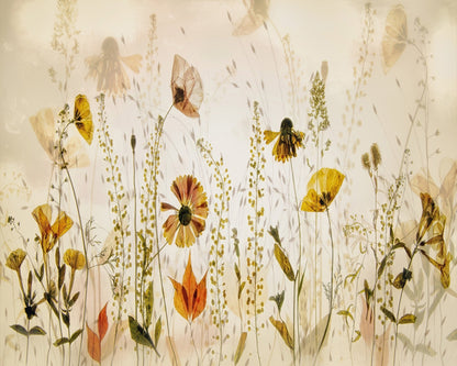 Wild Meadow Blooms