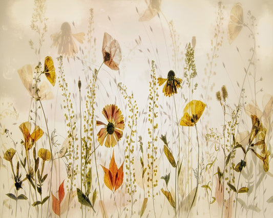 Wild Meadow Blooms