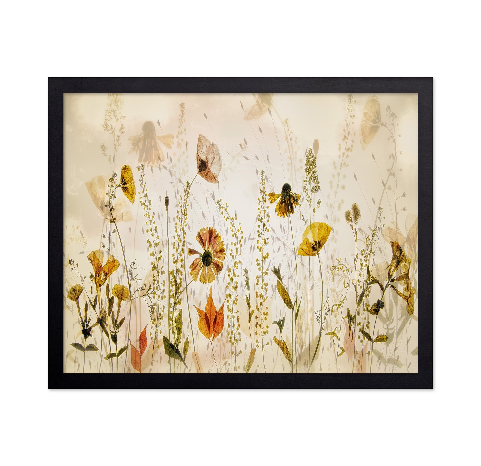 Wild Meadow Blooms
