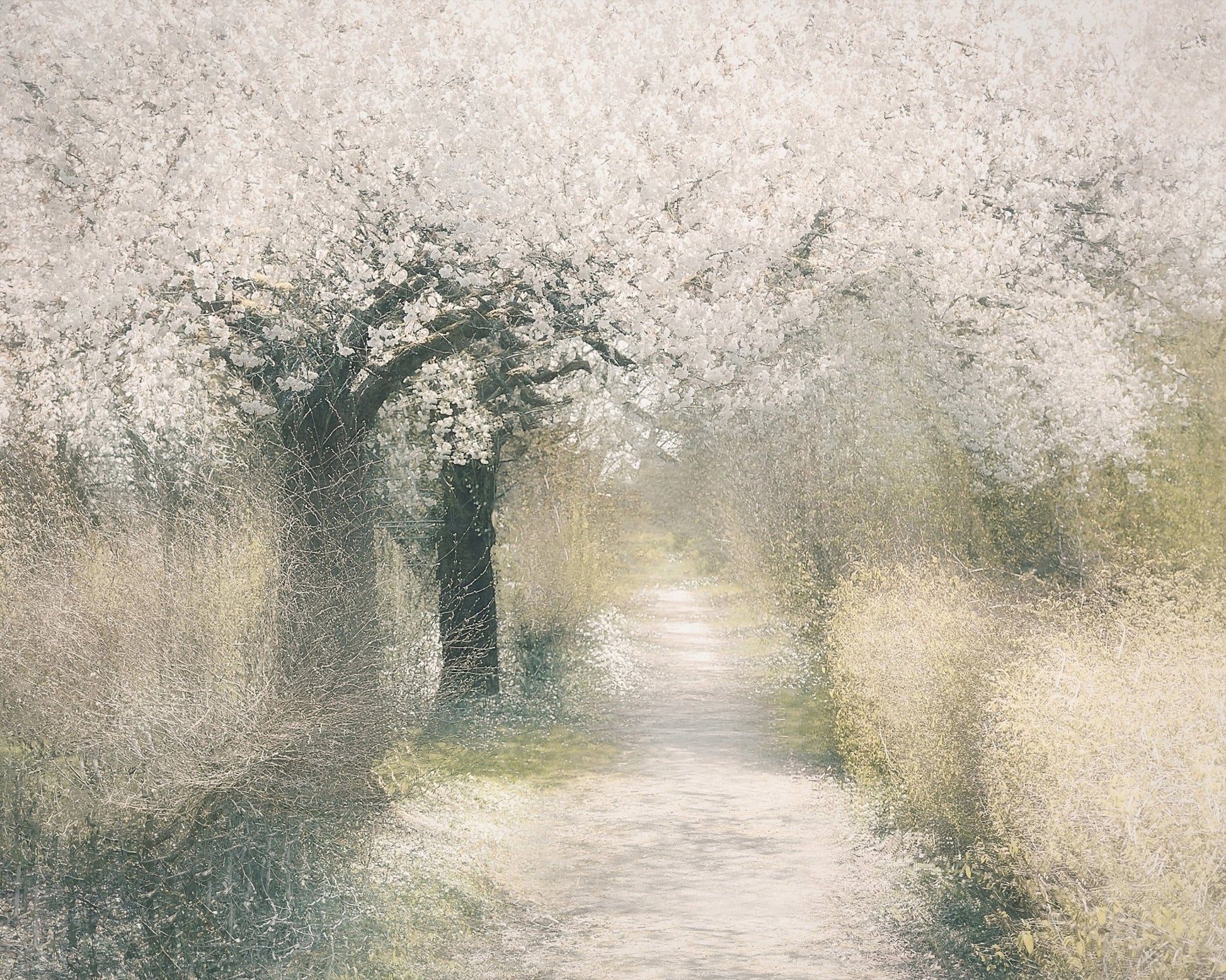 Blossom Pathway
