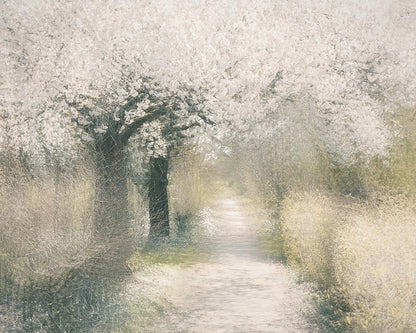 Blossom Pathway