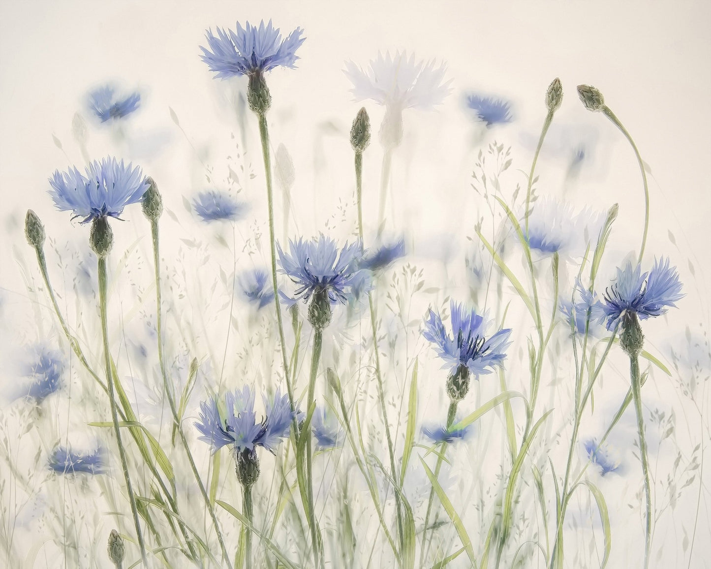 Blue Cornflower Field
