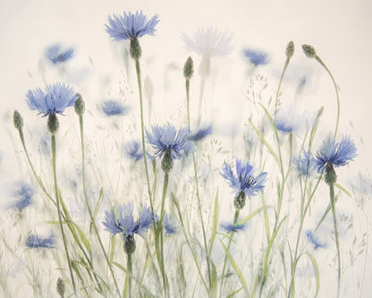 Blue Cornflower Field
