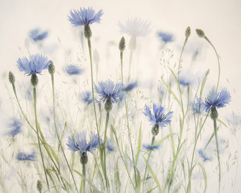 Blue Cornflower Field